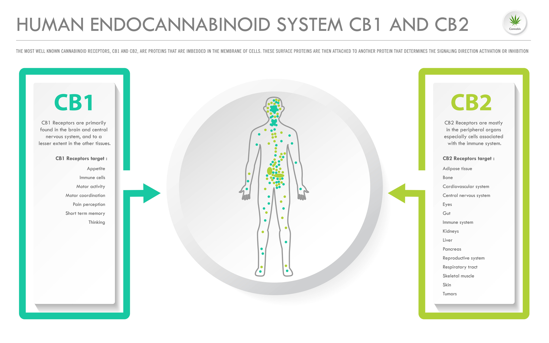 The endocannabinoid system 